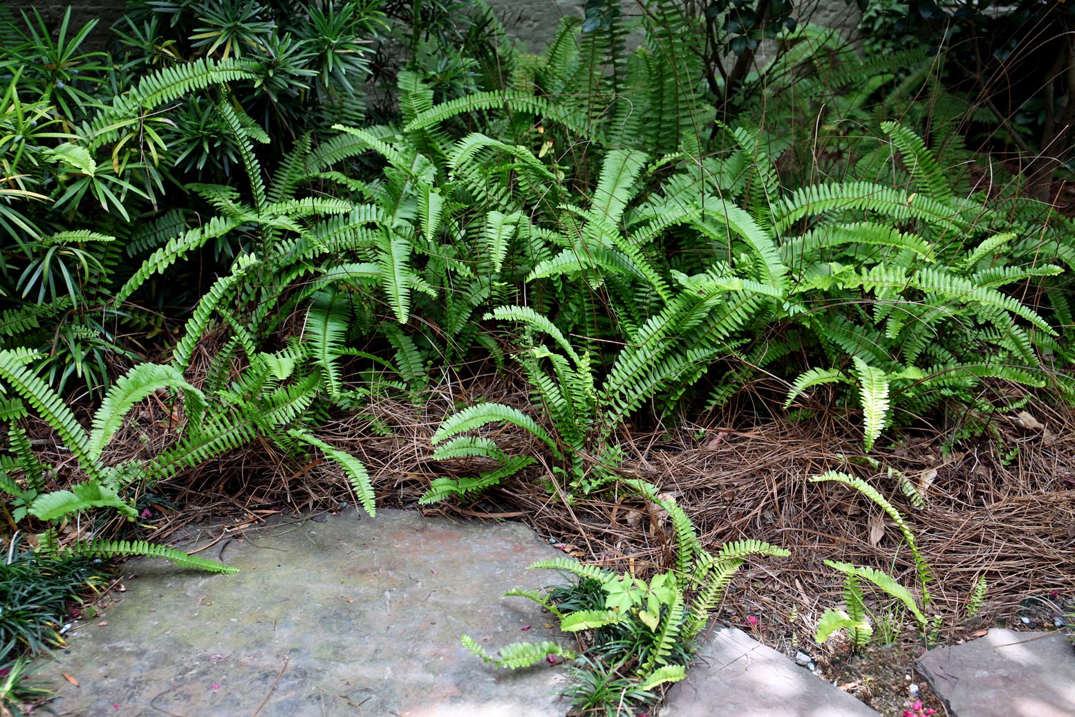 Southern Lagniappe Ferns A Cool Landscaping Plant