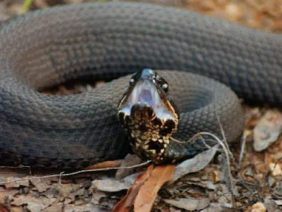 cottonmouth venomous water snake stats info