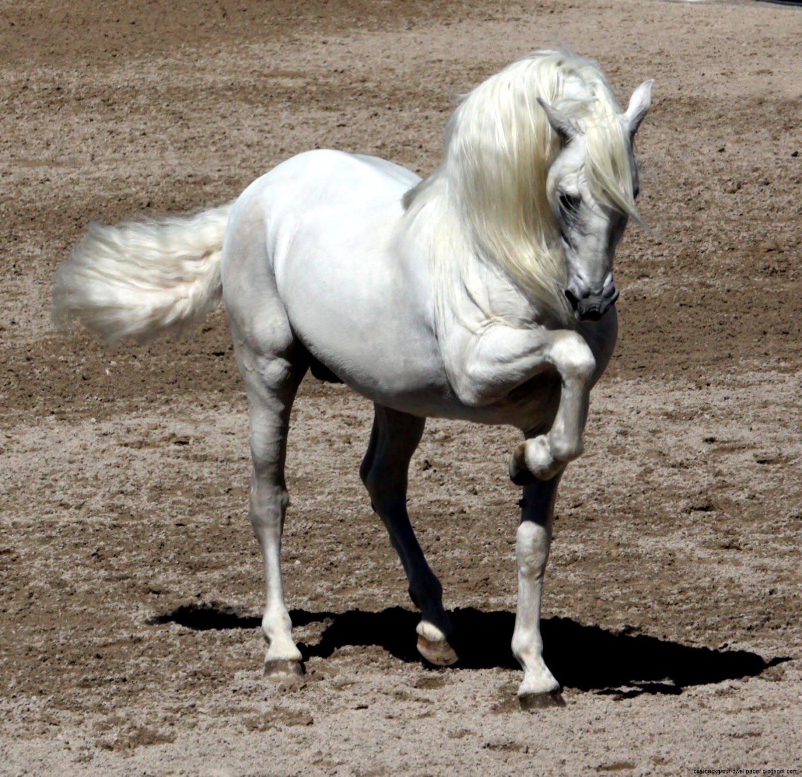 White Andalusian White Andalusian