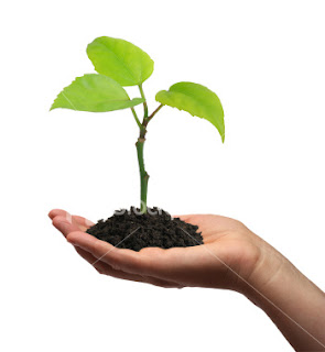 39 s blog education is like a growing plant what do you need to babysit