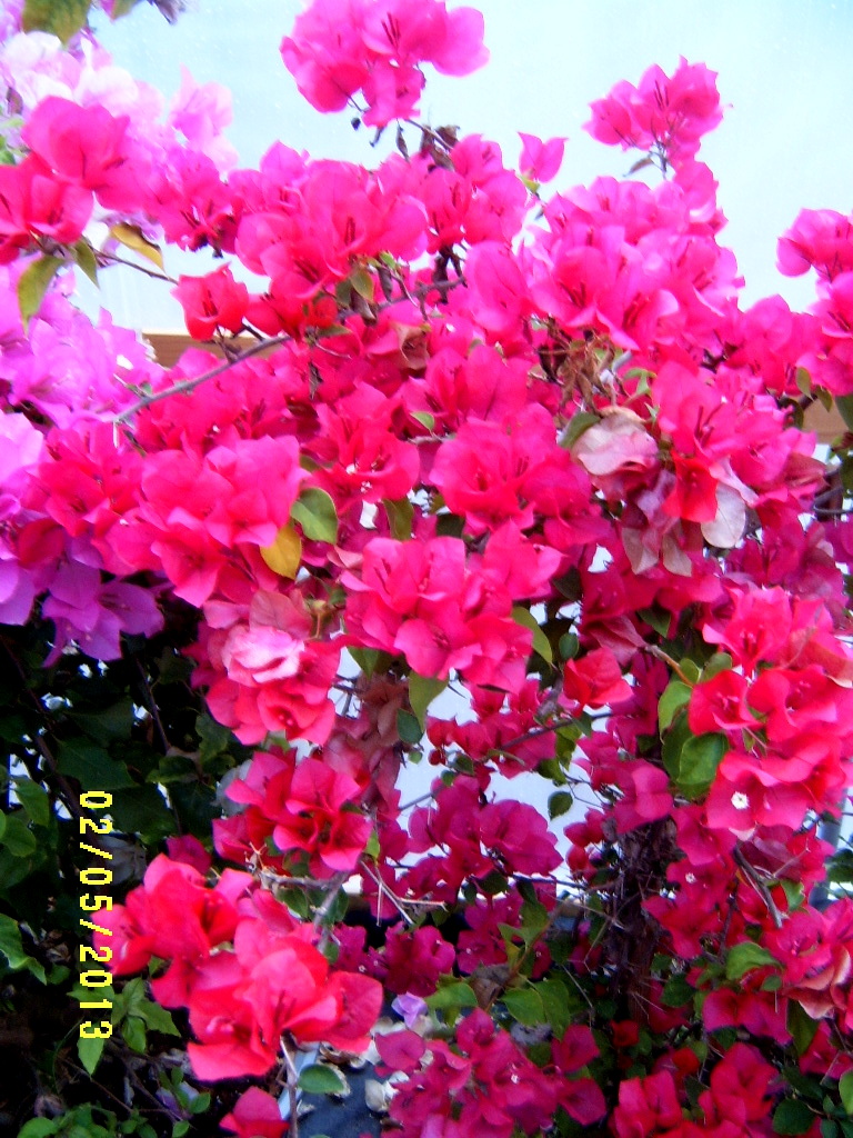 Alabama Rose and Flower Garden from a NonGreen Thumb Bougainvillea