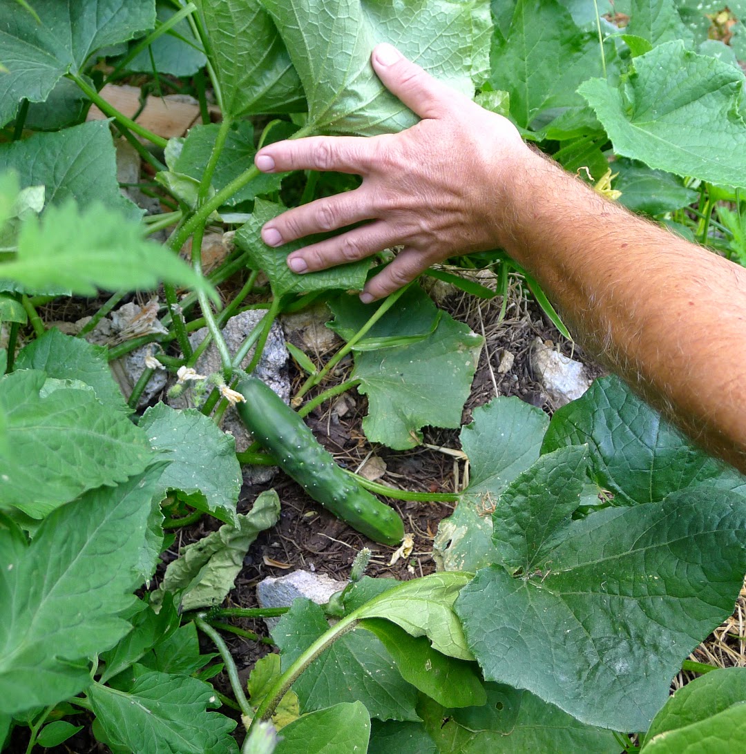 MY KITCHEN IN SPAIN KEEPING COOL WITH CUCUMBERS