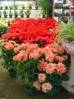 México a través de la mirada de una cubana: Tradición del Árbol de