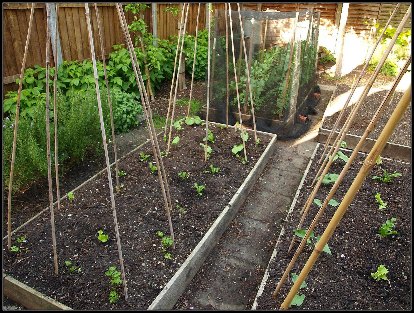 Mark�s Veg Plot Making the best use of space