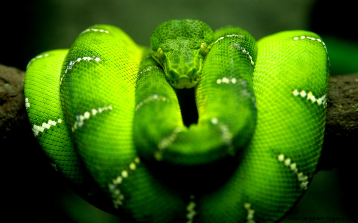 Green Beautiful Snake Free Download 644 Wallpapers Top Green Beautiful Snake Free Download 644 Wallpapers Top