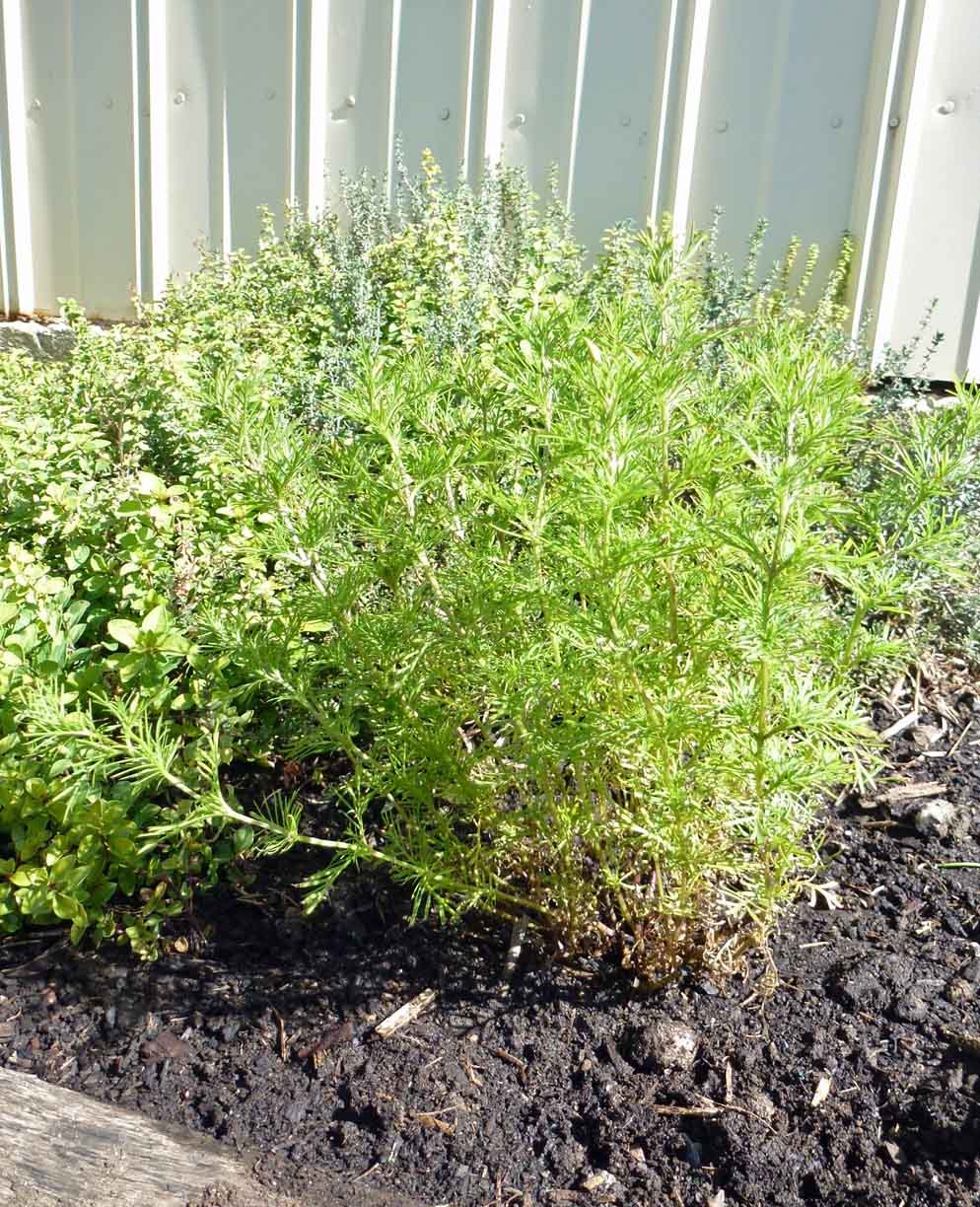 Start To Grow Licorice Herb