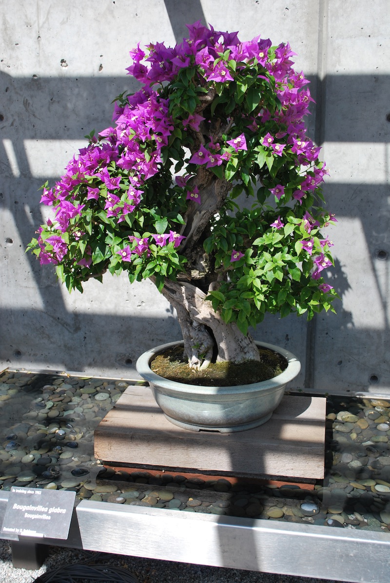 Denver Botanic Garden Bonsai Collection Colorado Rocky Mountain