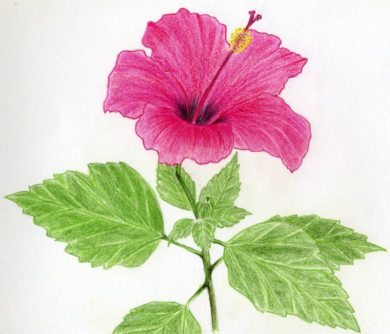 flowers for flower lovers.: flower drawing.