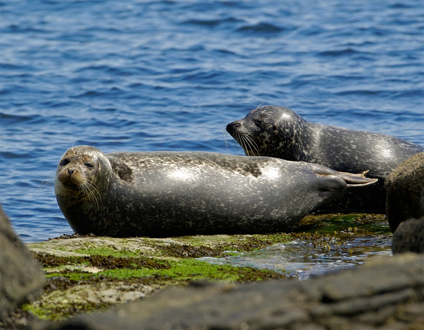 Scottish Wildlife Blog Kildonan, Isle of Arran