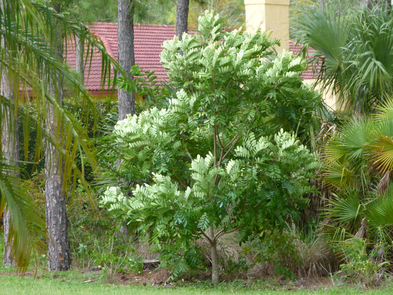 Paradise Tree Beautiful and Useful