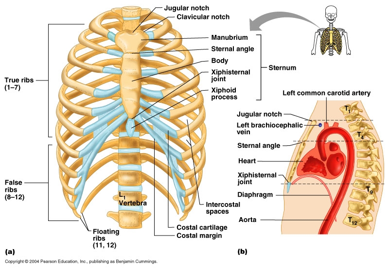 THE HUMAN RIBS