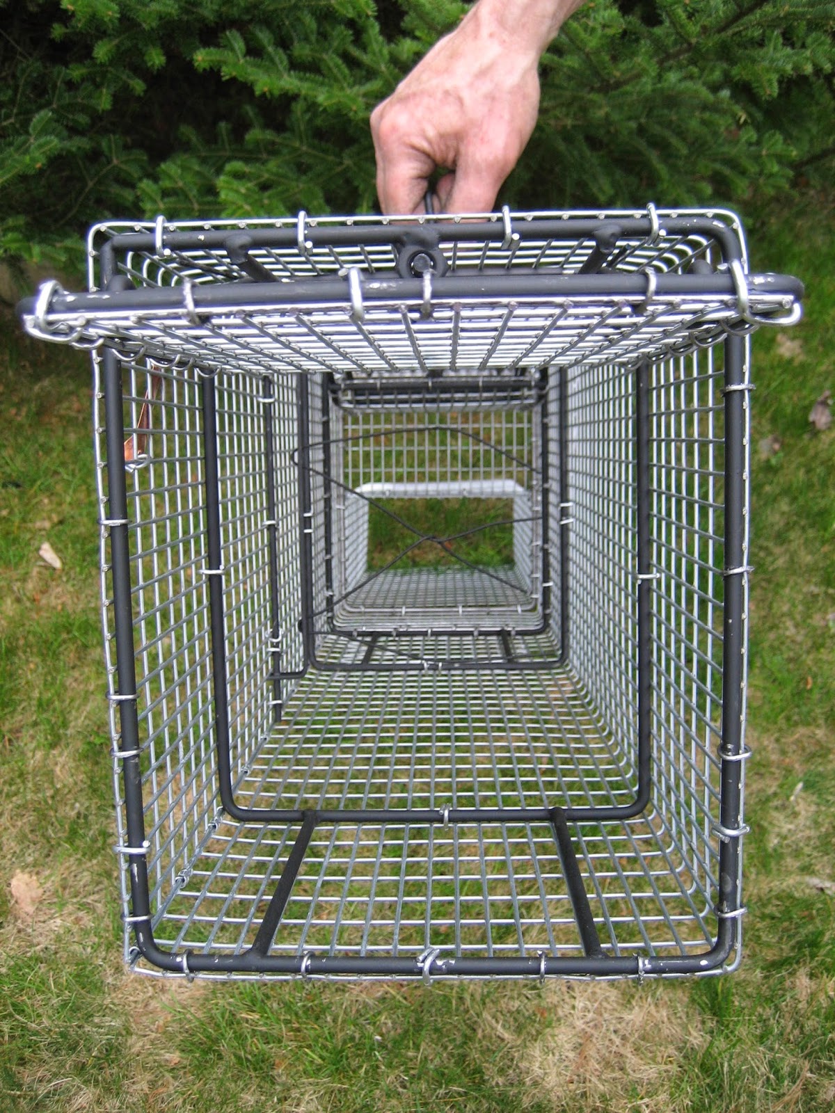 Comstock Cage Traps, In Action on the Line Raccoon in Comstock single