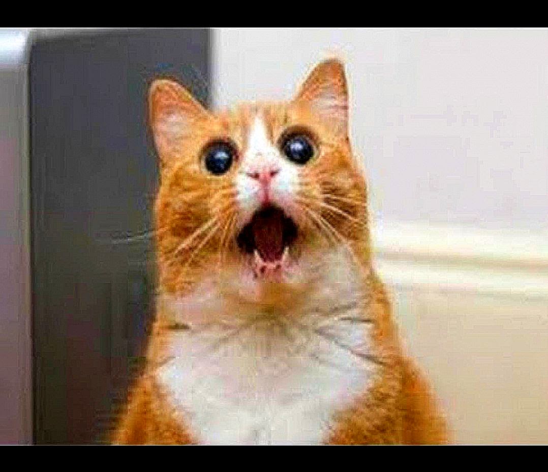 Funny Cat Videos