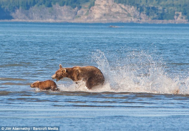 Bully Bear