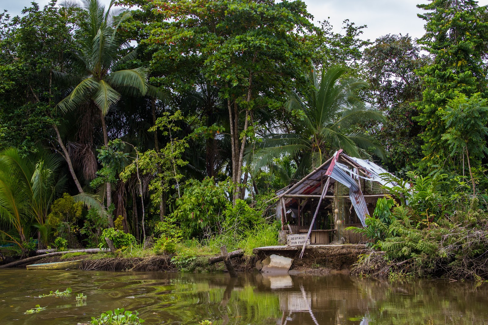 kittens and pitbulls SIERPE MANGROVE TOUR