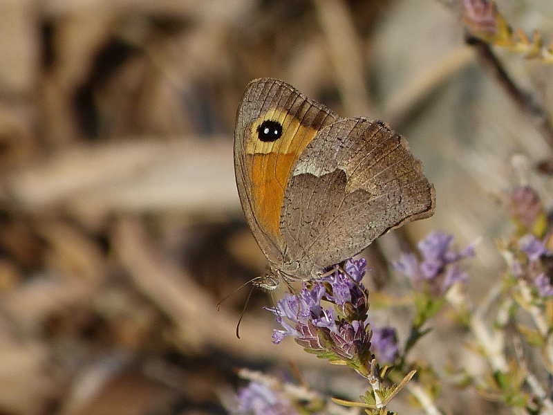 Butterfly Pictures Cyprus Butterflies July 2015