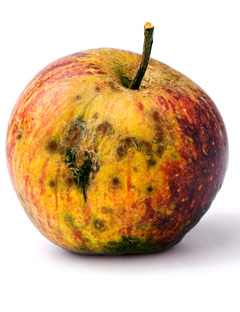 rotten-apple-040108-lg.jpg