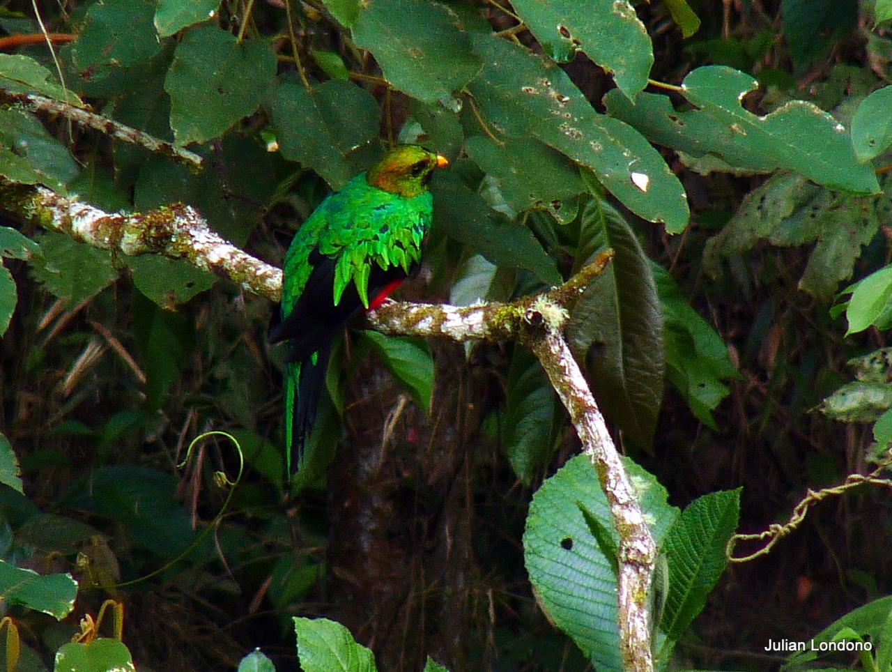 Baby Quetzal