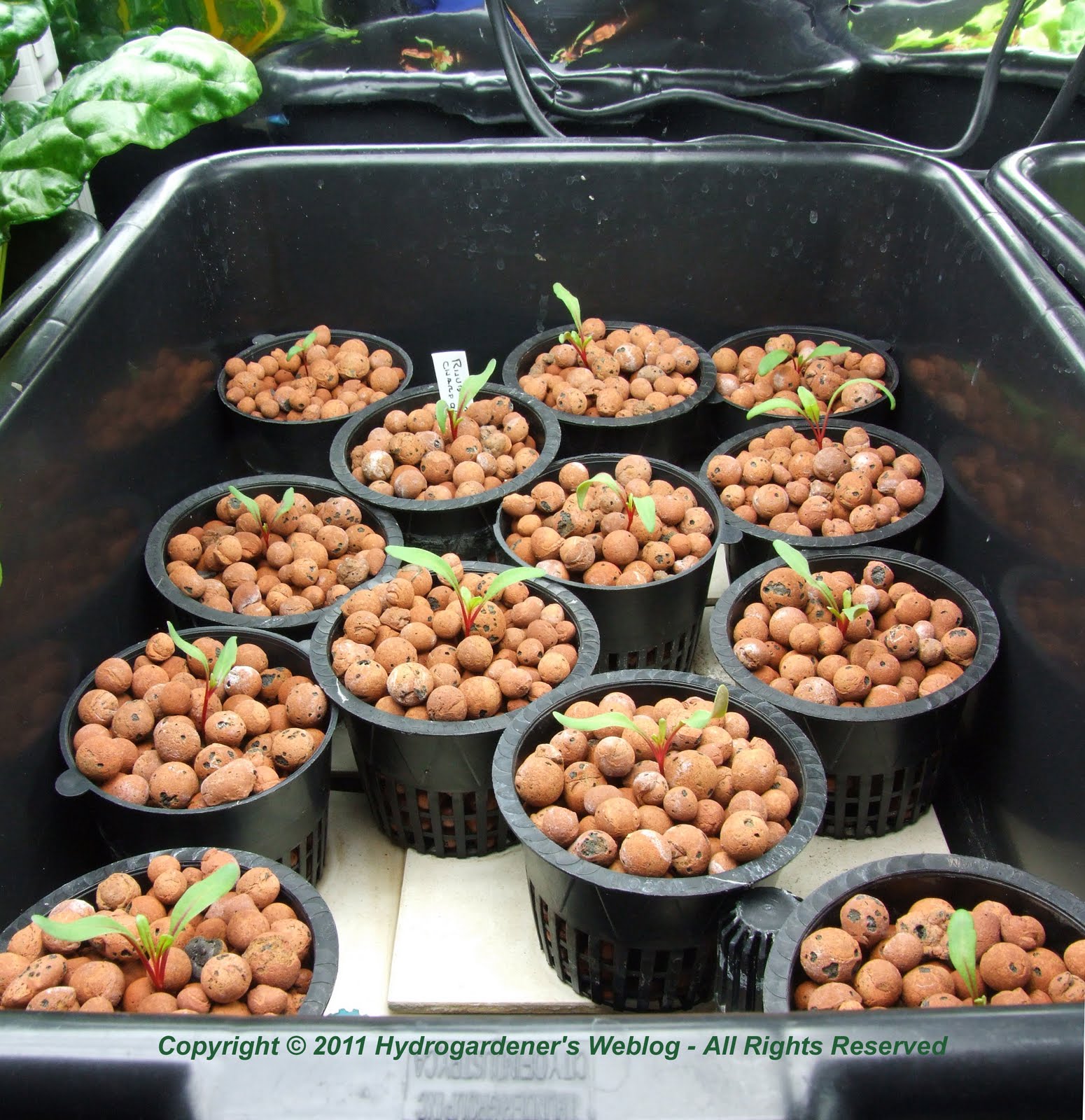 Hydroponic Growing Swiss chard hydroponically indoors