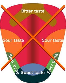 Taste Zones Tongue