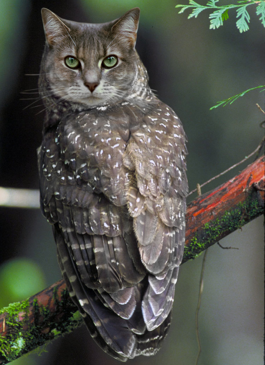 Cat Owl