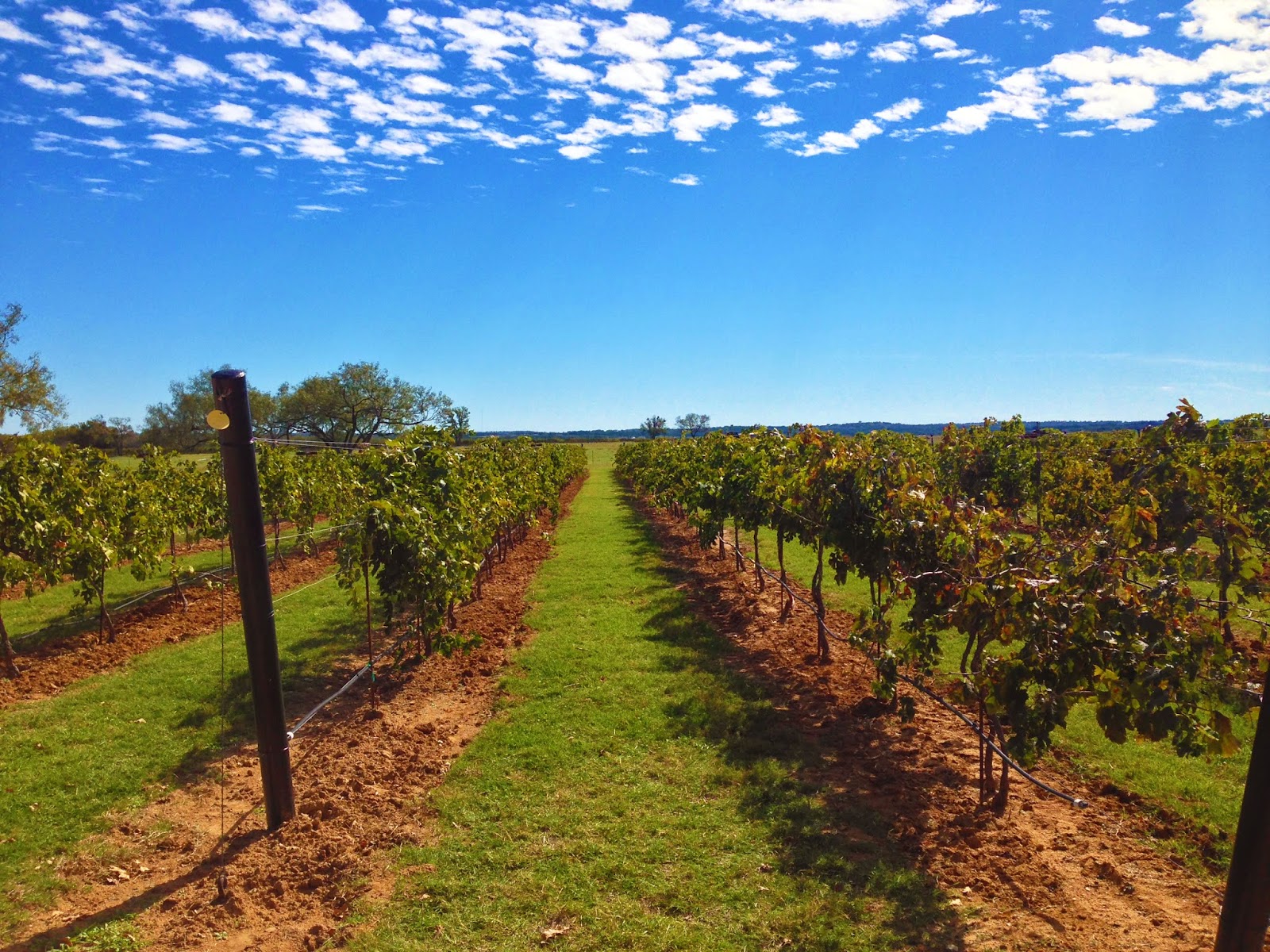 Inspiration from Abroad A Fabulous Vineyard in the Heart of Texas!