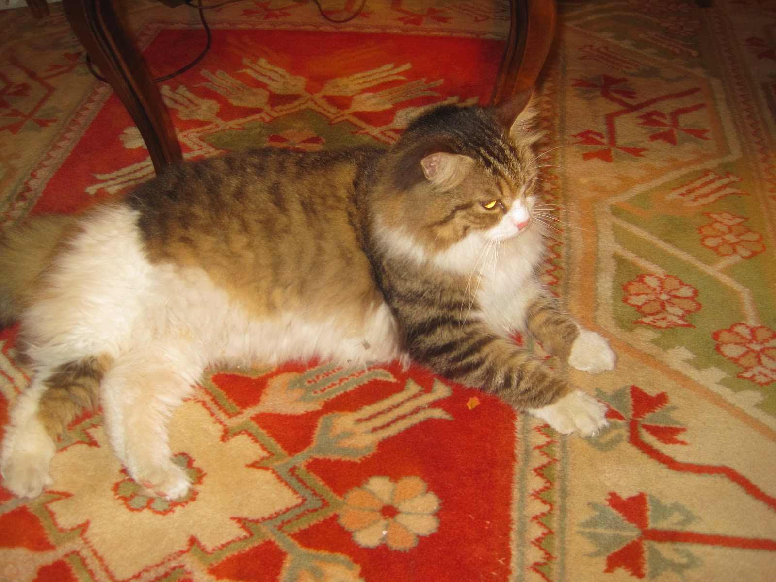 Festigan Şişman Kedi Ve Acem Pilavı