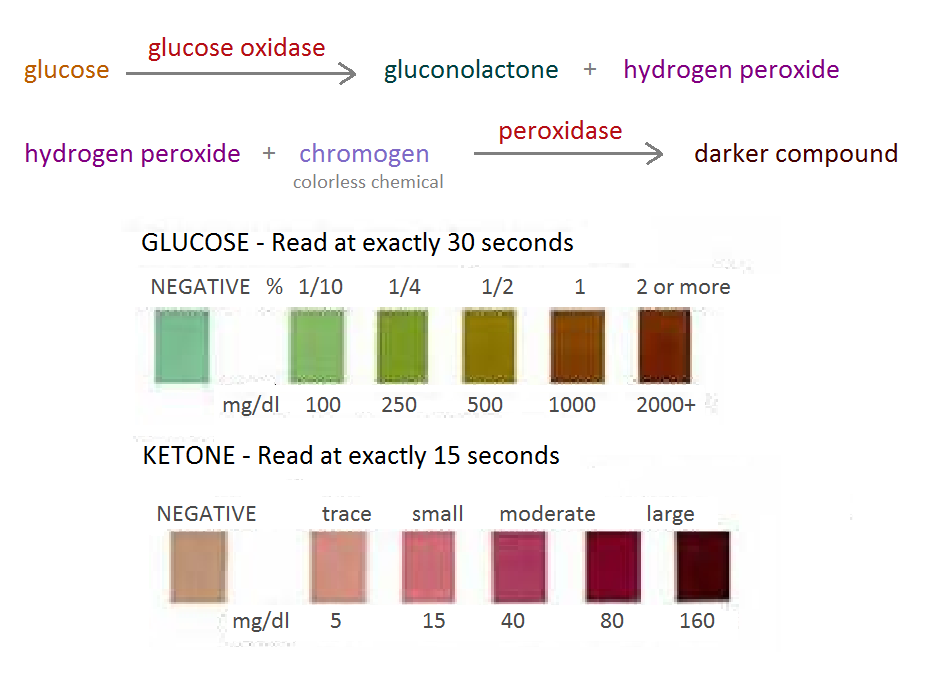 Urine Glucose Levels Chart