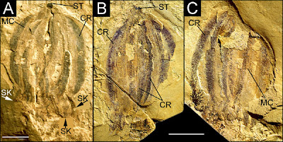 A explosão Cambriana 'detonou' a teoria da evolução de Darwin ? ? Jelly+fossil+Cambrian