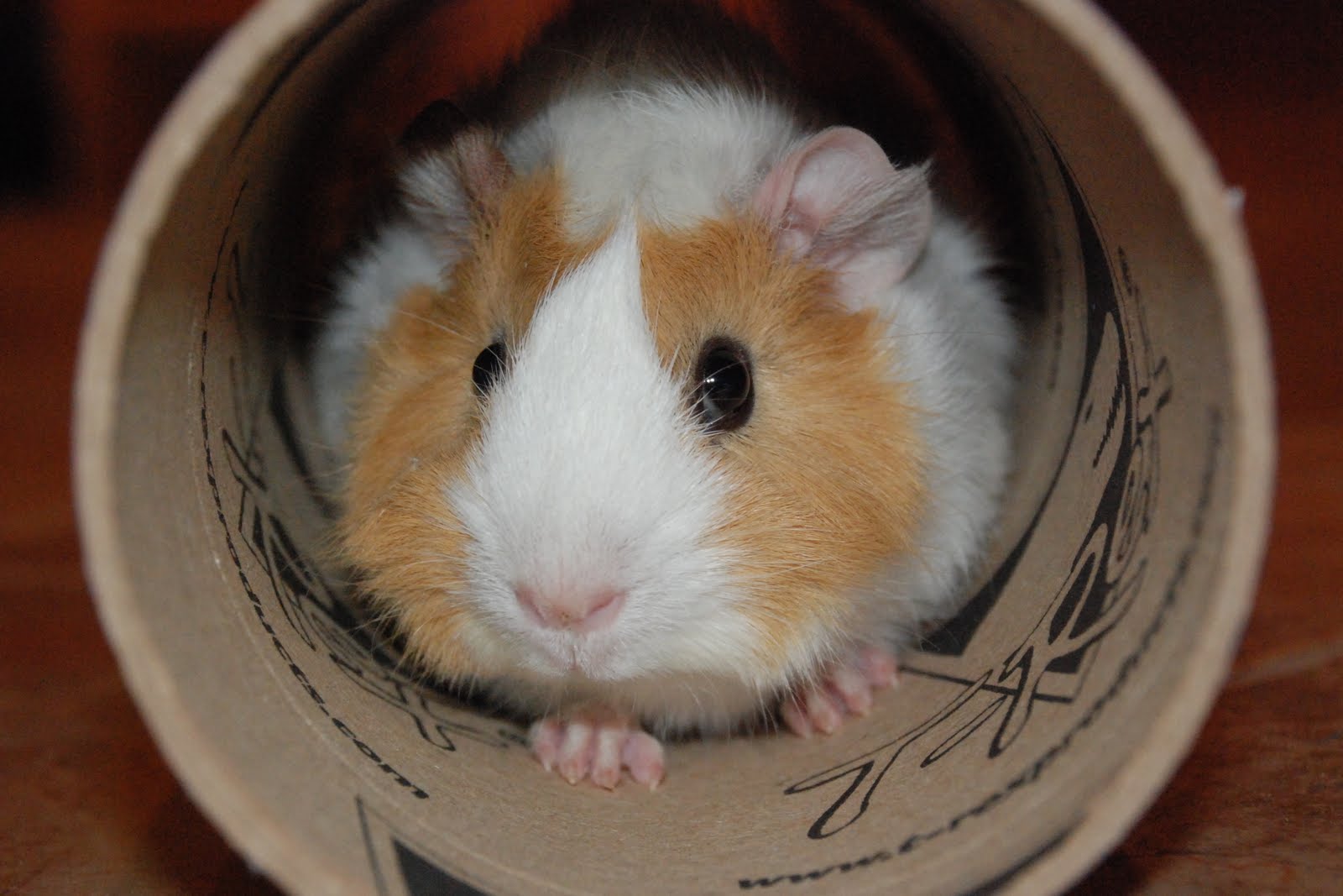 Crazy For Cavies February 2010