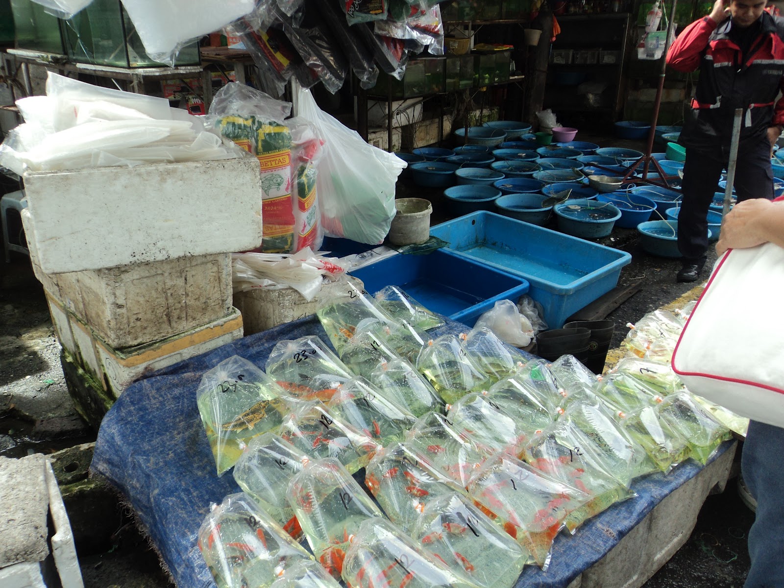 Ornamental Fish Market Gunung Sari Homecare24