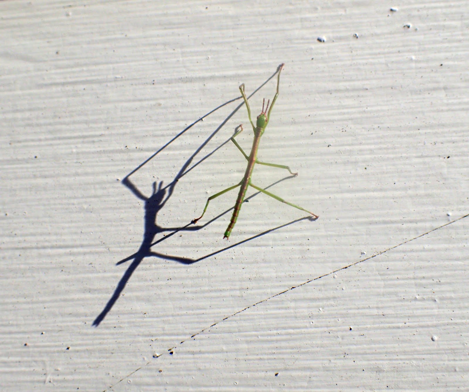Baby stick insect heading up the house in the late afternoon