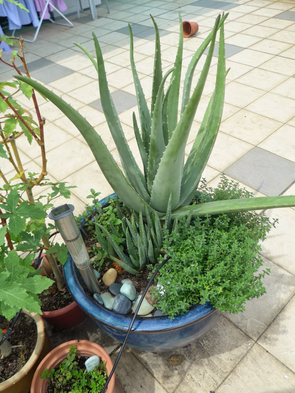 Grow mint in Singapore