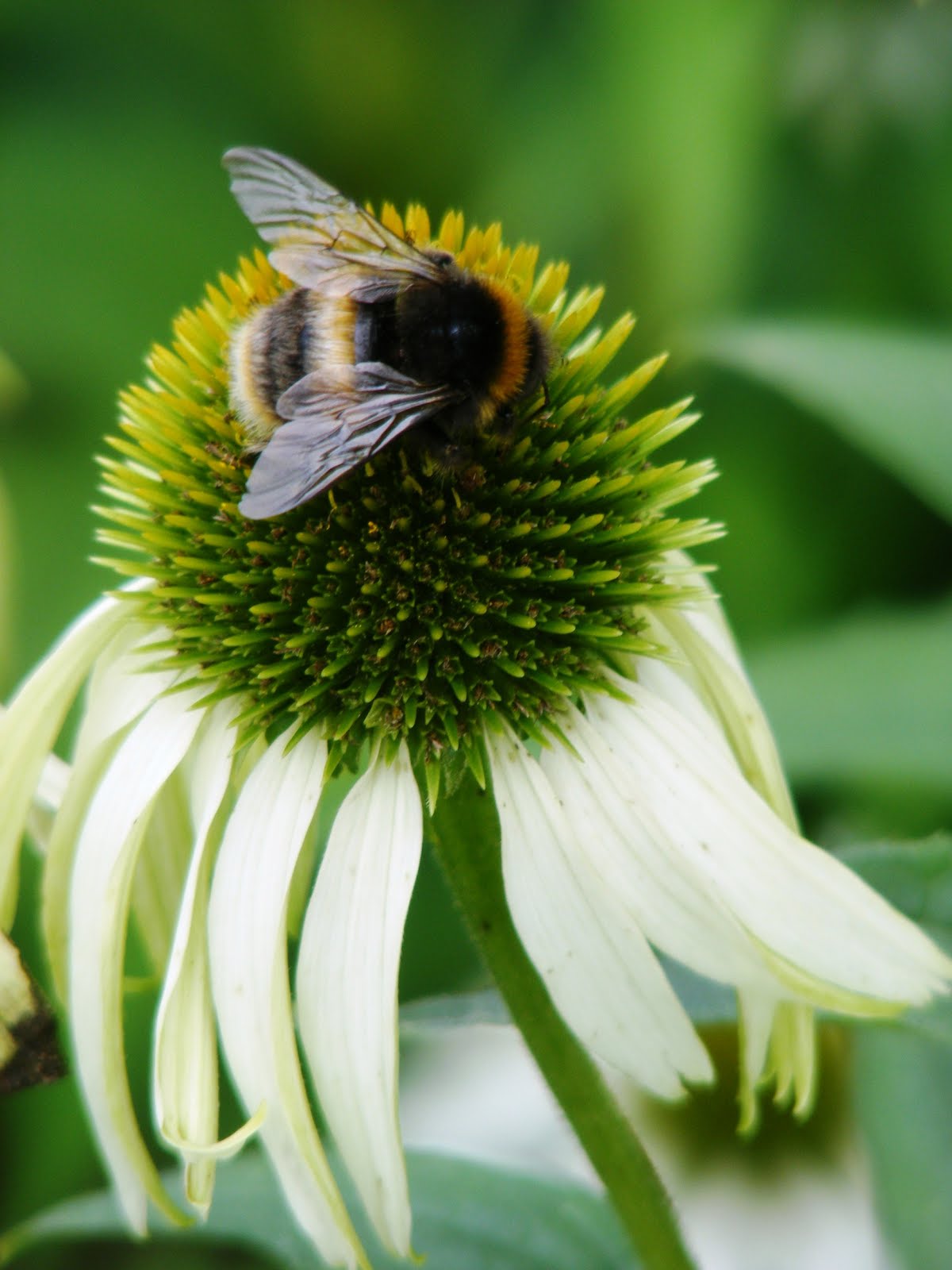 Echinacea White Swan