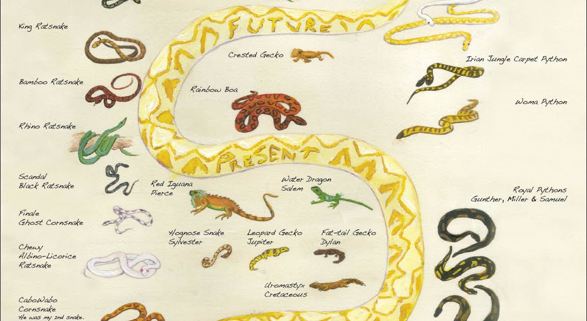 Brittany Roger Illustration Reptile Lifetime Map