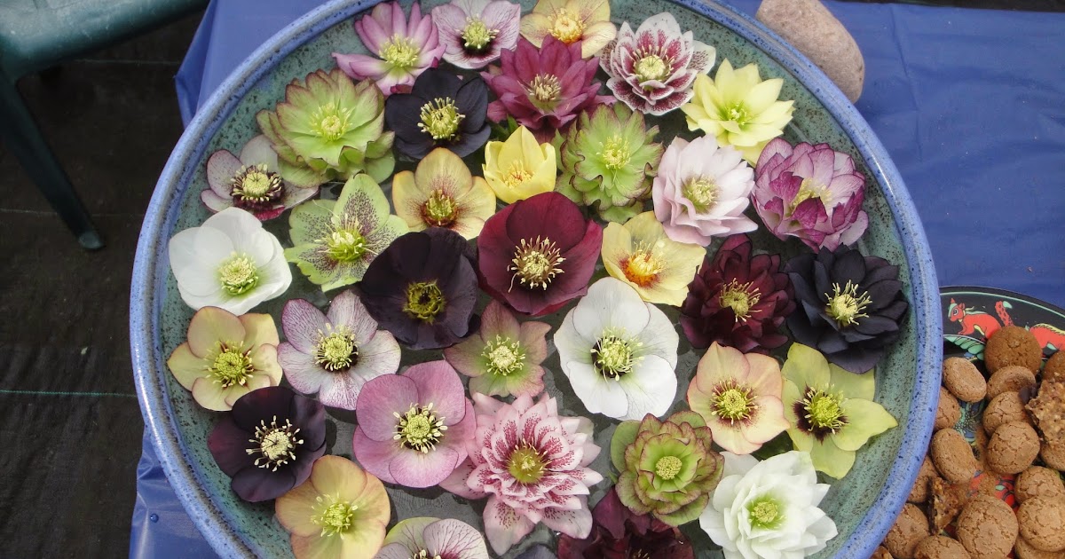 A Next Generation Gardener Winter Hellebores as cut flowers and how to