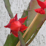 cactus orquidea epiphyllum vermelha