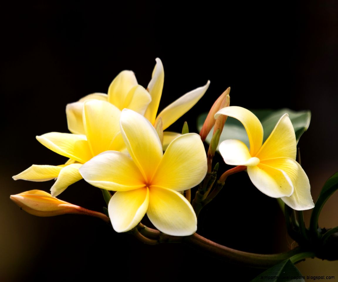 frangipani DeviantArt frangipani DeviantArt
