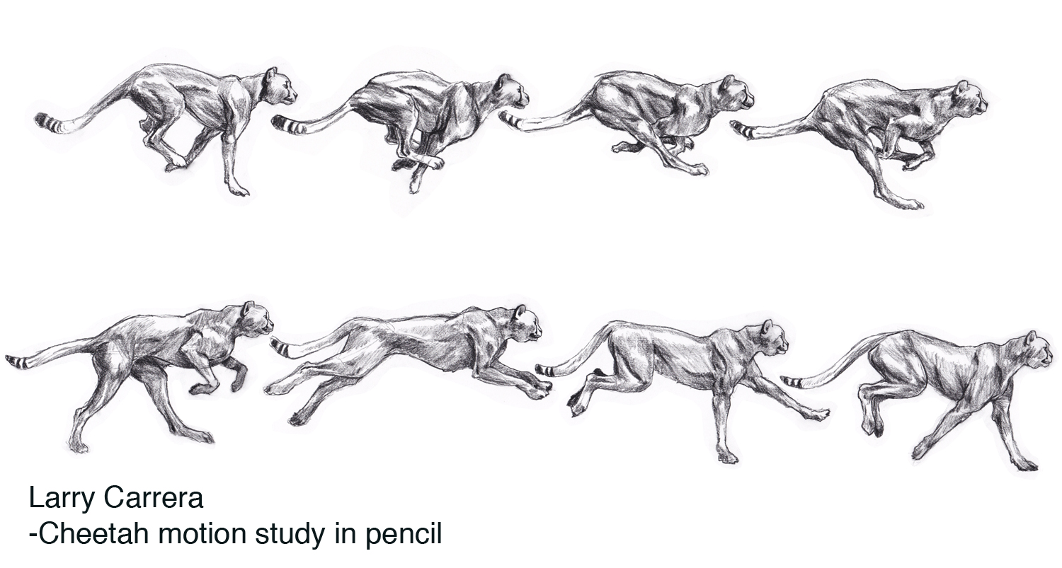 Larry C's ART... my animal sketches, and motion studies