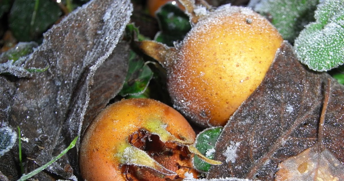 Macrophoto plaisir passion: Le néflier commun, mespilus germanica