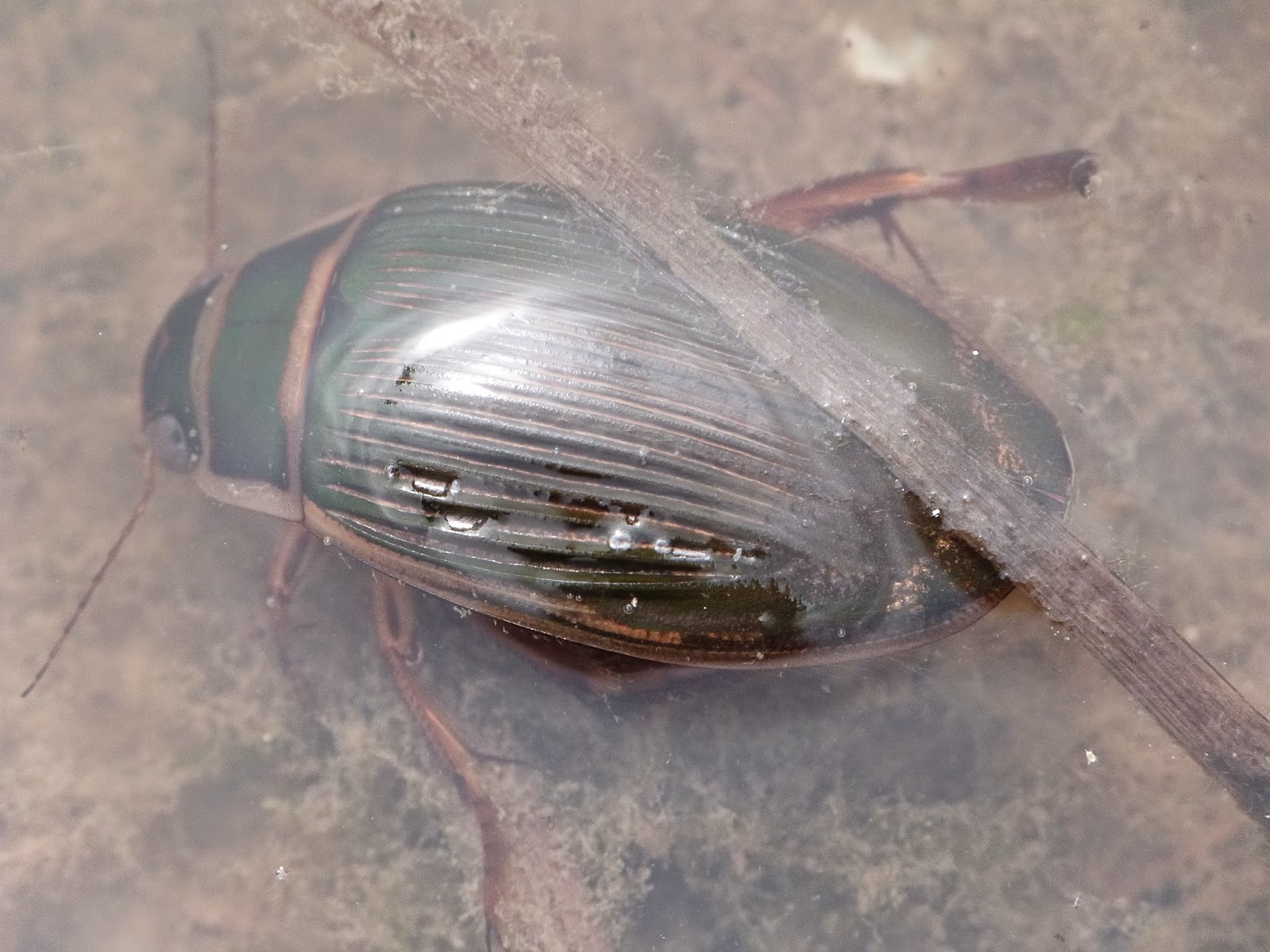 Great Diving Beetle breath of fresh air Nature Notes