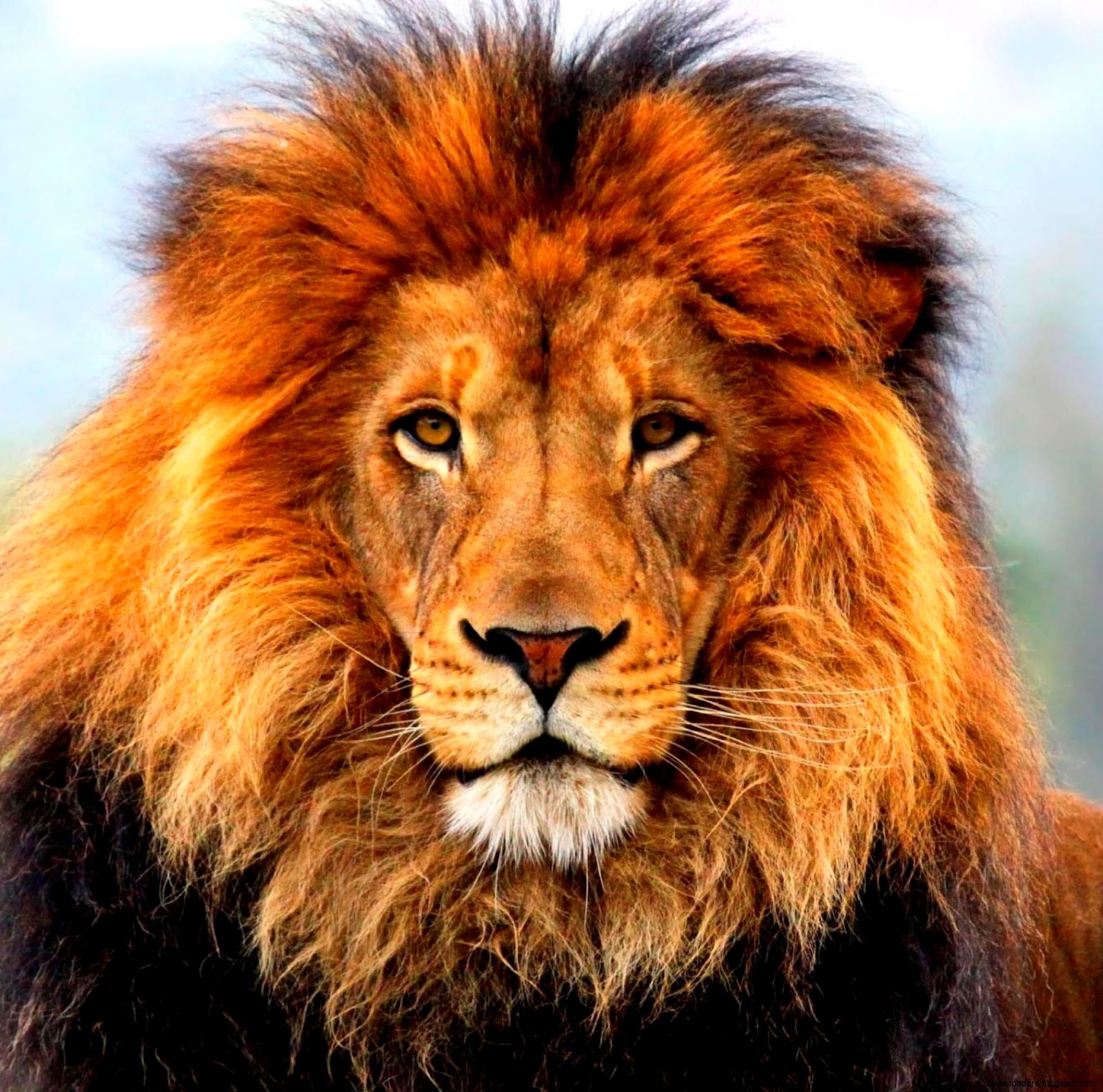 Male Lion Head Male Lion Head
