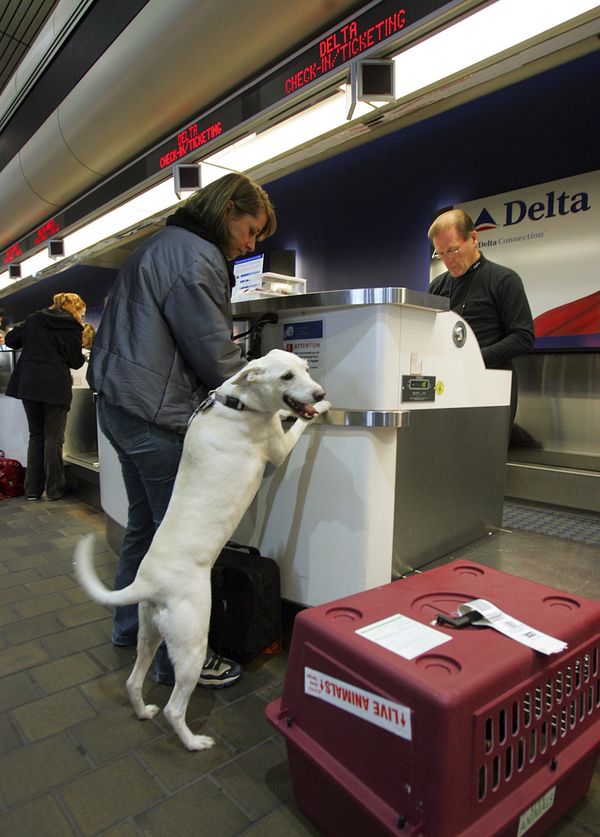 Kathryn's Report Delta Air Lines to stop flying large pets as checked