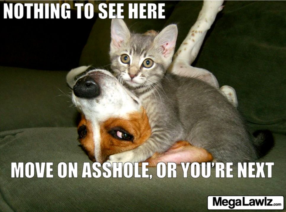 1000 images about cats and dogs on Pinterest Cats Dog games