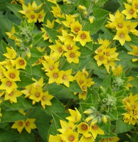 Yellow loosestrife