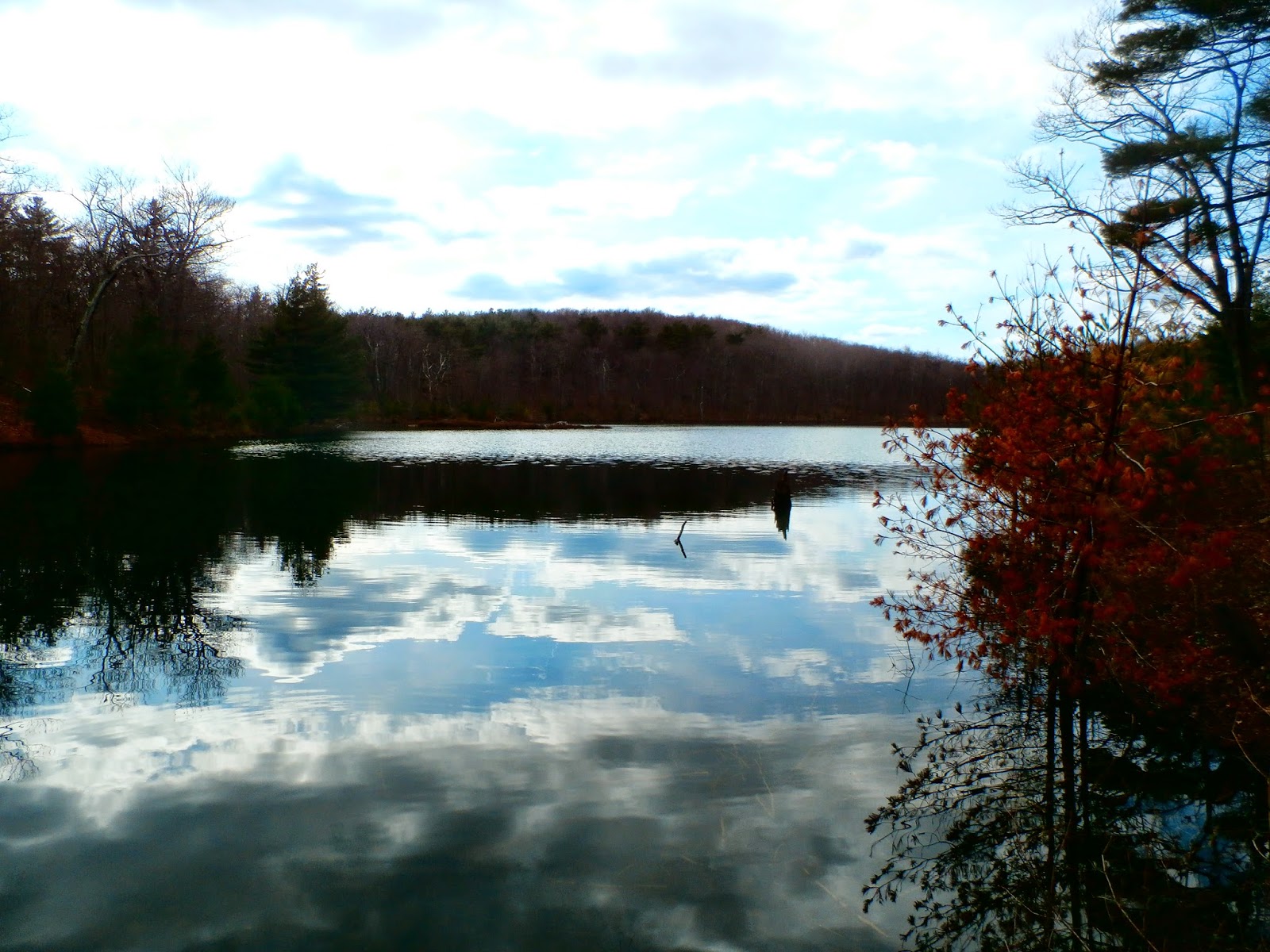Walking Man 24 7 Berry Pond Circuit Road(Pittsfield State Forest)