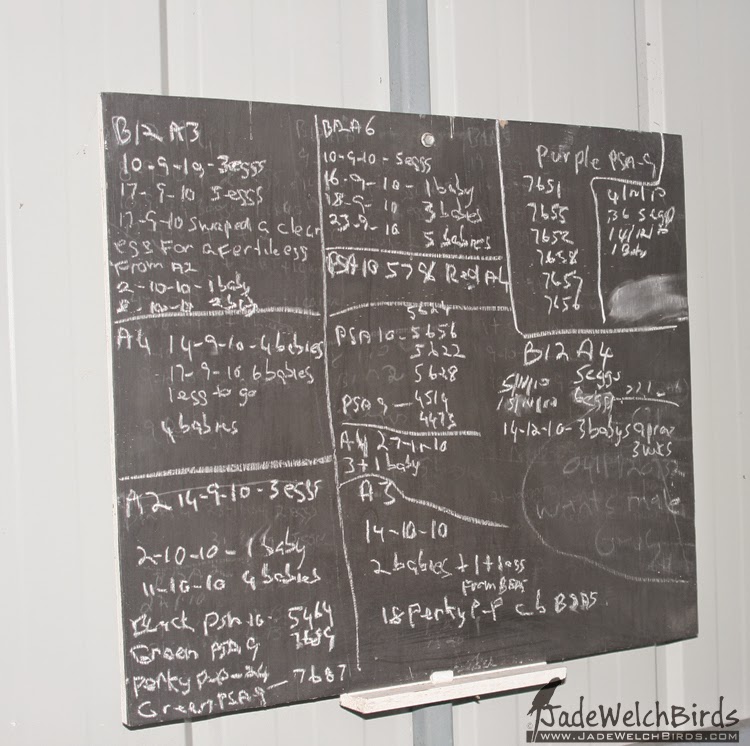 aviary construction building jade welch birds jadewelchbirds black board record keeping blackboard
