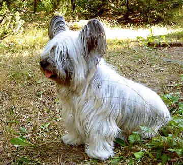 Skye Terrier Pictures