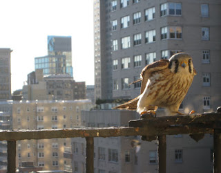brown Falcon sitting on gallery 