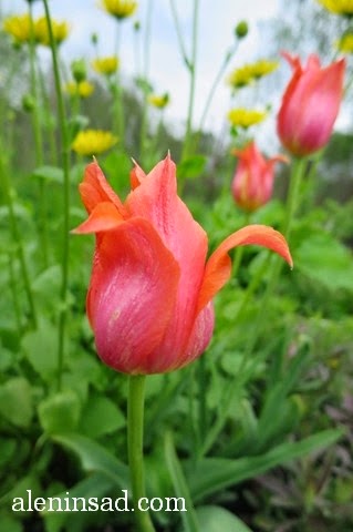 сорта тюльпанов, тюльпан, аленин сад, весенние луковичные, оранжевый тюльпан